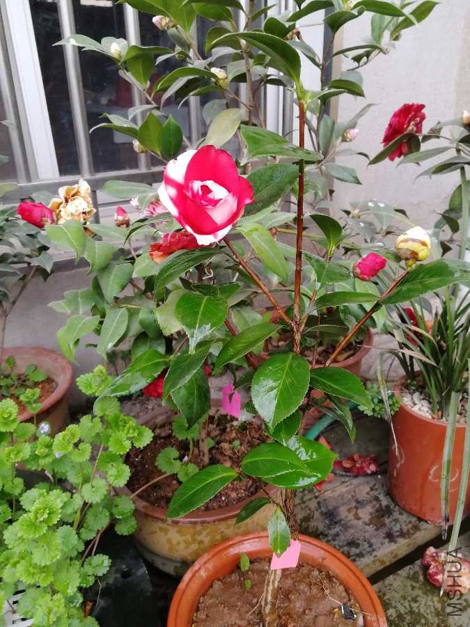 IMG_20190326_174227.jpg