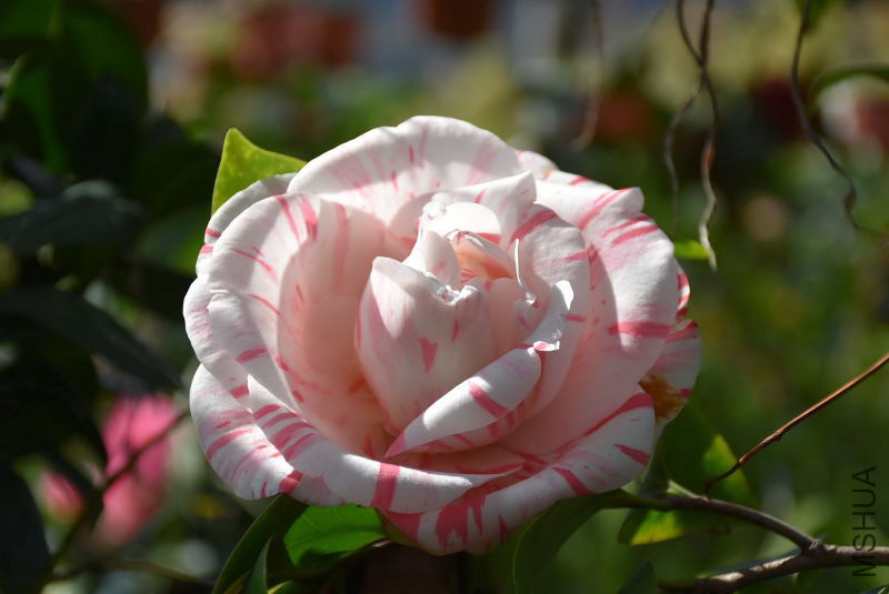 DSC_02120212.JPG
