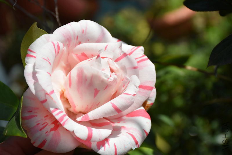 DSC_02240224.JPG