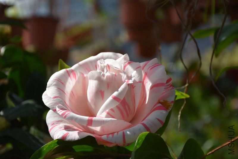 DSC_02170217.JPG