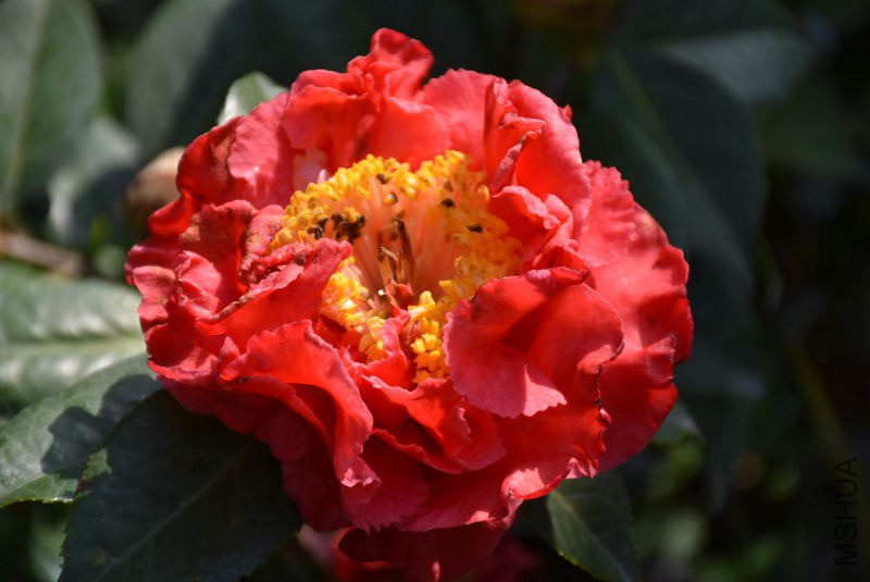 DSC_00390039.JPG