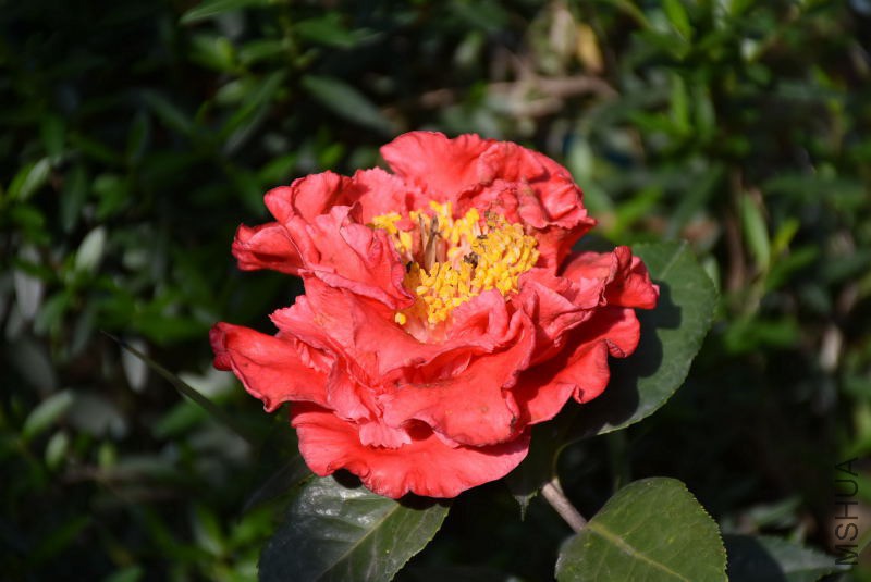 DSC_00500050.JPG