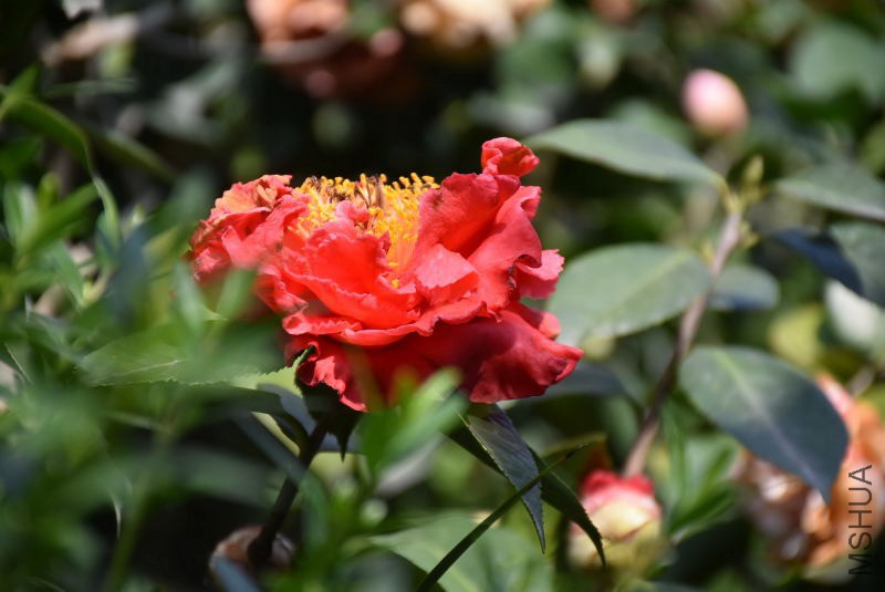 DSC_04440444.JPG