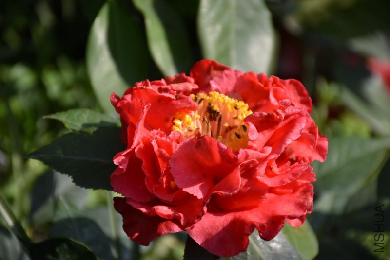 DSC_00430043.JPG