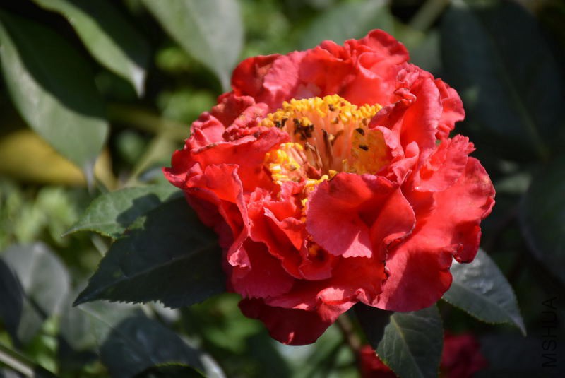 DSC_00460046.JPG