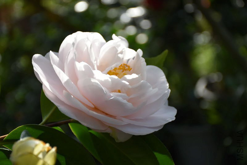 DSC_01110111.JPG