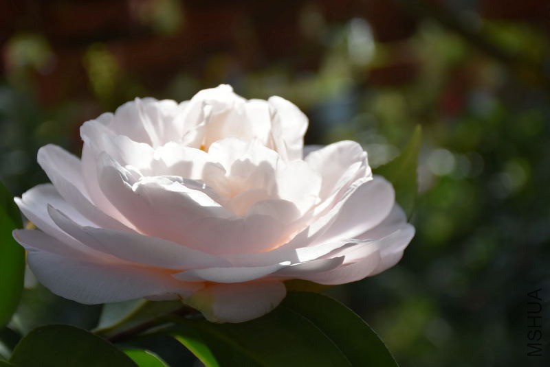 DSC_01230123.JPG