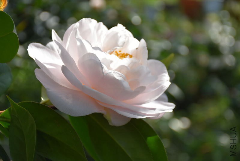 DSC_01500150.JPG
