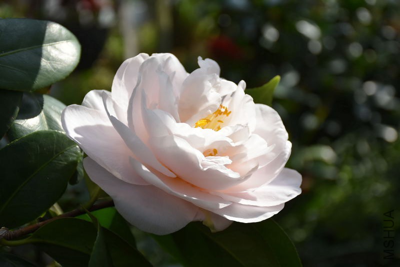 DSC_01390139.JPG