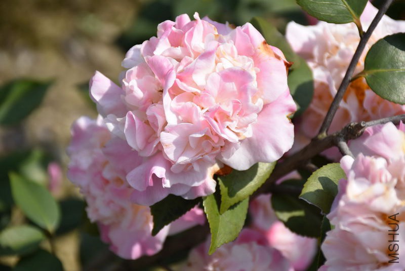 DSC_03750375.JPG