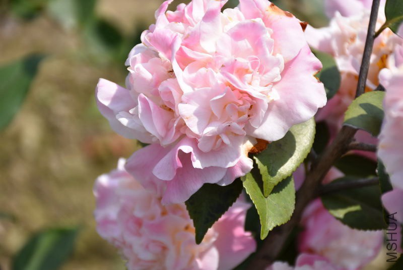 DSC_03780378.JPG