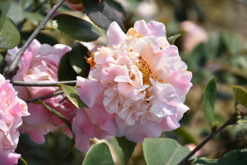 DSC_03700370.JPG