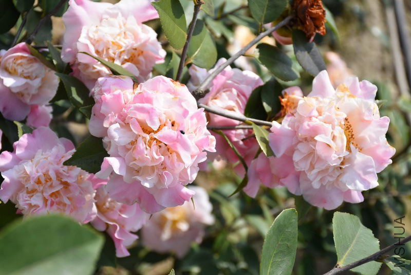 DSC_03730373.JPG