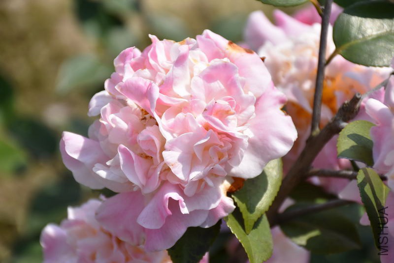 DSC_03800380.JPG