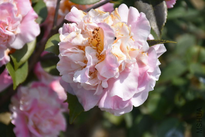 DSC_03770377.JPG