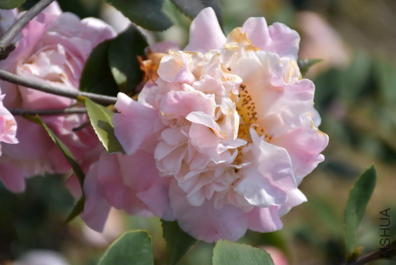 DSC_03710371.JPG