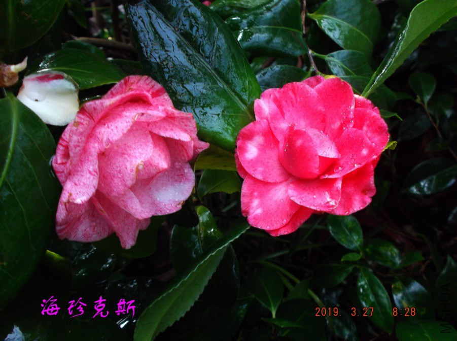 2019-3-27j 038 ����w.jpg