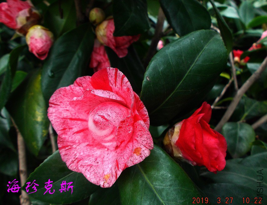 2019-3-27jx 018 ����w.jpg