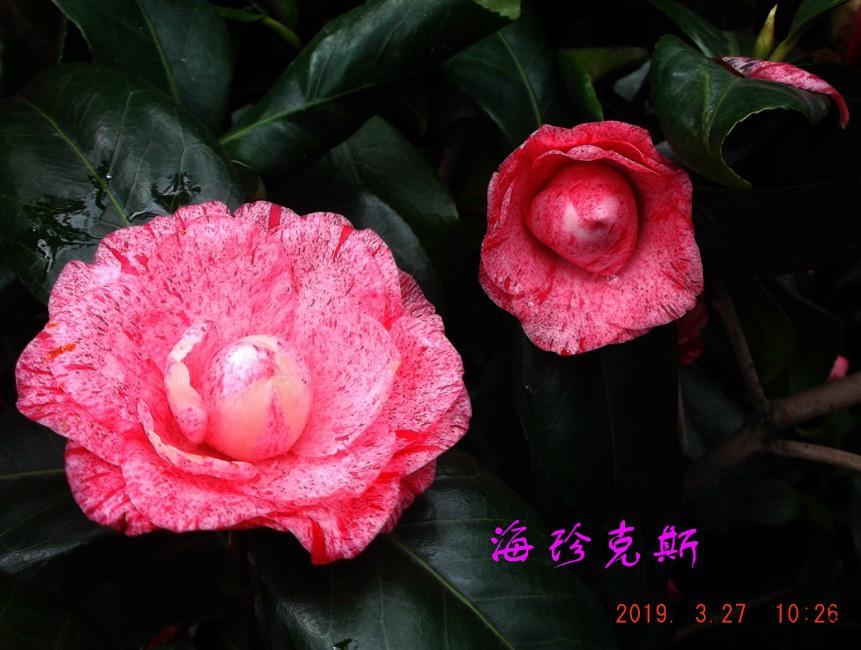 2019-3-27jx 026 ����w.jpg
