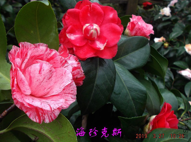 2019-3-27jx 027 ����w.jpg