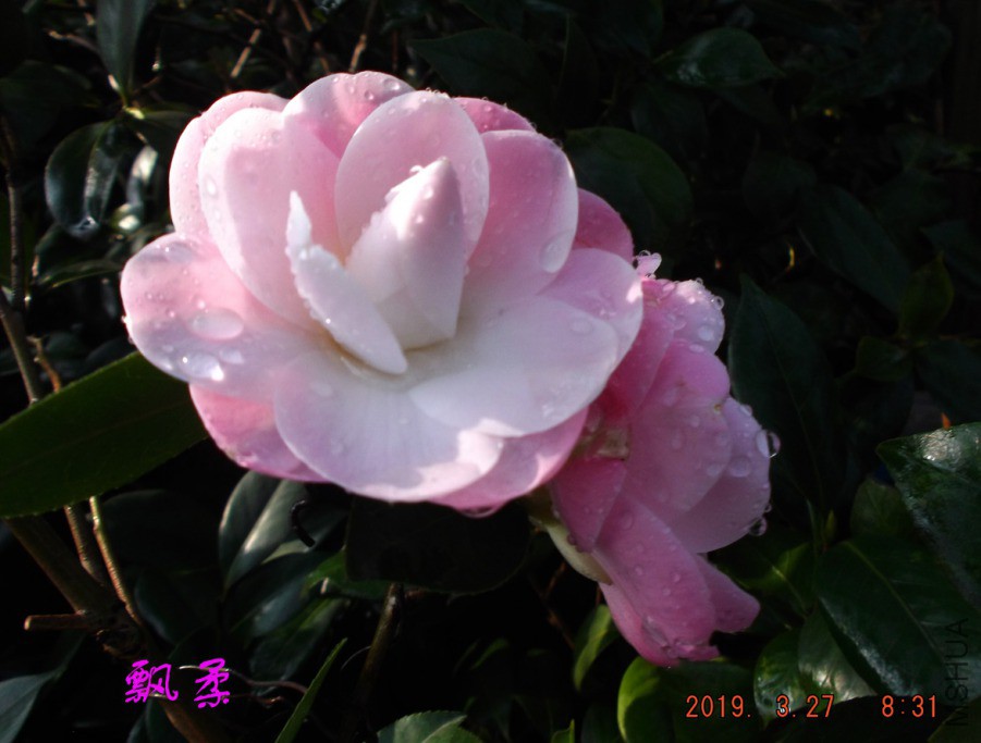 2019-3-27j 054 ����w.jpg