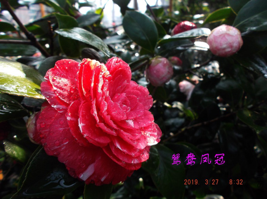 2019-3-27j 058 ����w.jpg