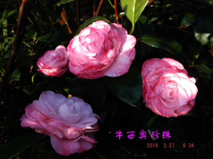 2019-3-27j 064 ����w.jpg