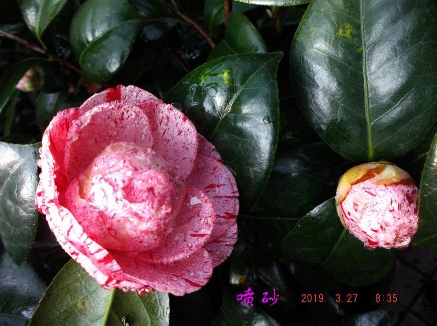 2019-3-27j 068 ����w.jpg