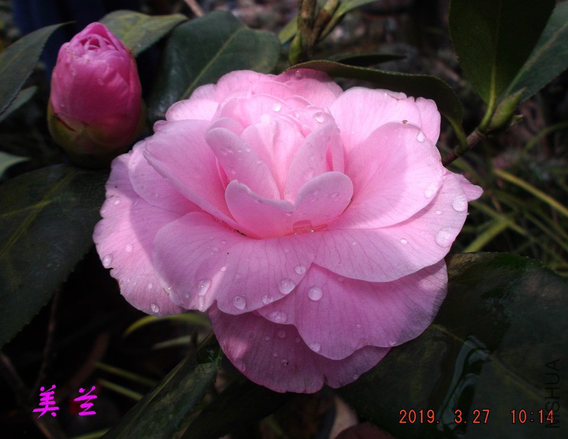 2019-3-27jx 005 ����w.jpg
