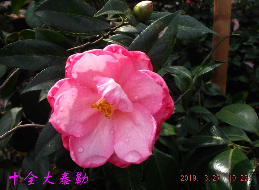 2019-3-27jx 016 ����w.jpg