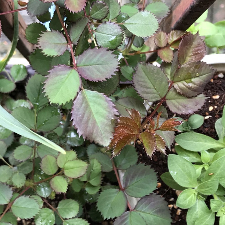 ΢��ͼƬ_20190324235039.jpg