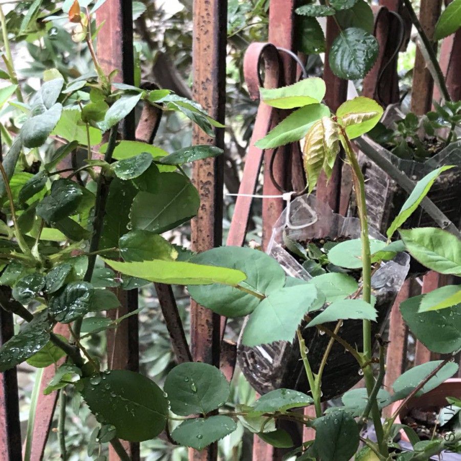 ΢��ͼƬ_201903242350392.jpg