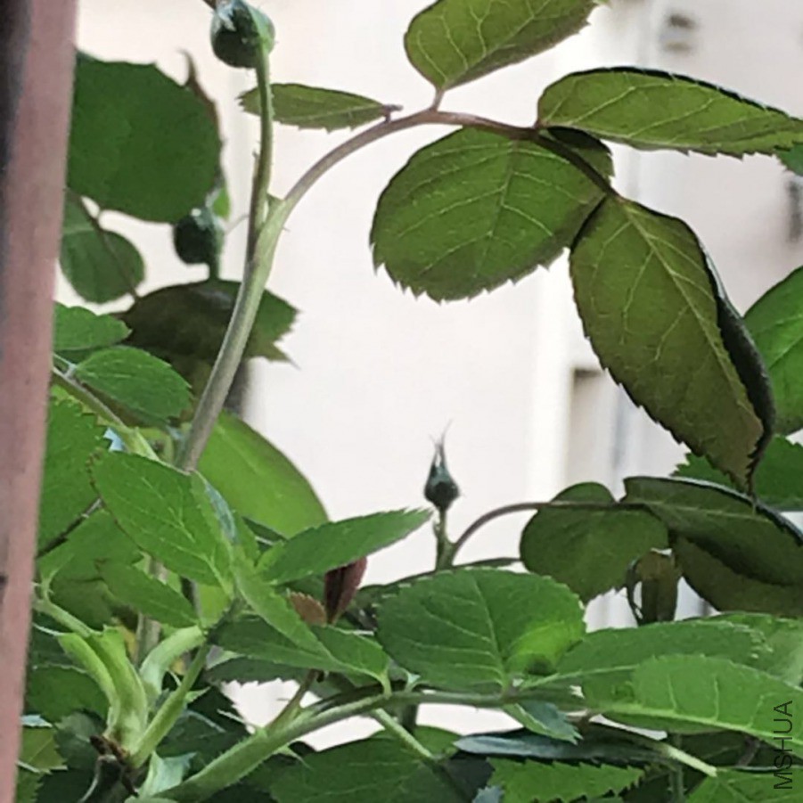 ΢��ͼƬ_201903252103391.jpg