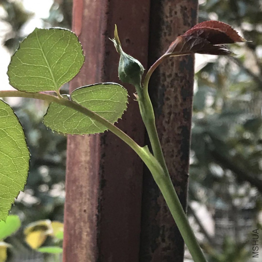 ΢��ͼƬ_201903252103393.jpg
