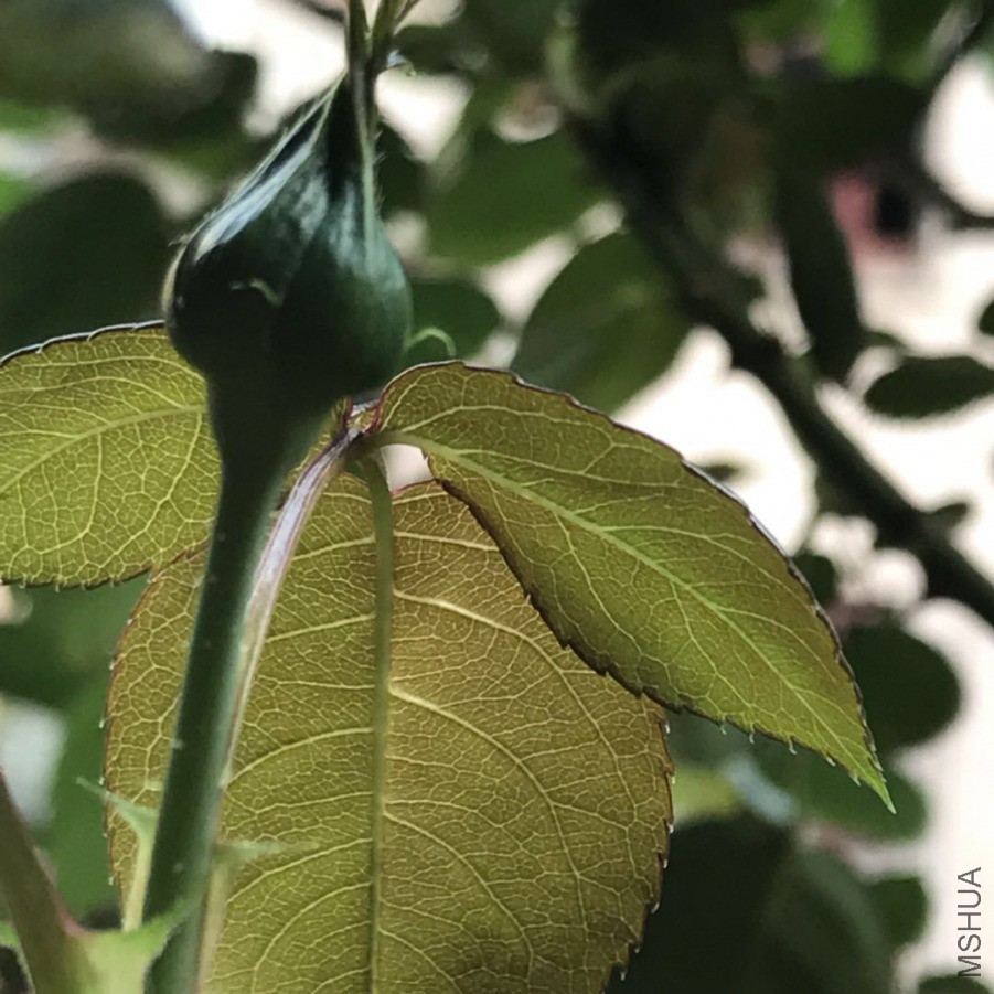 ΢��ͼƬ_201903252103394.jpg