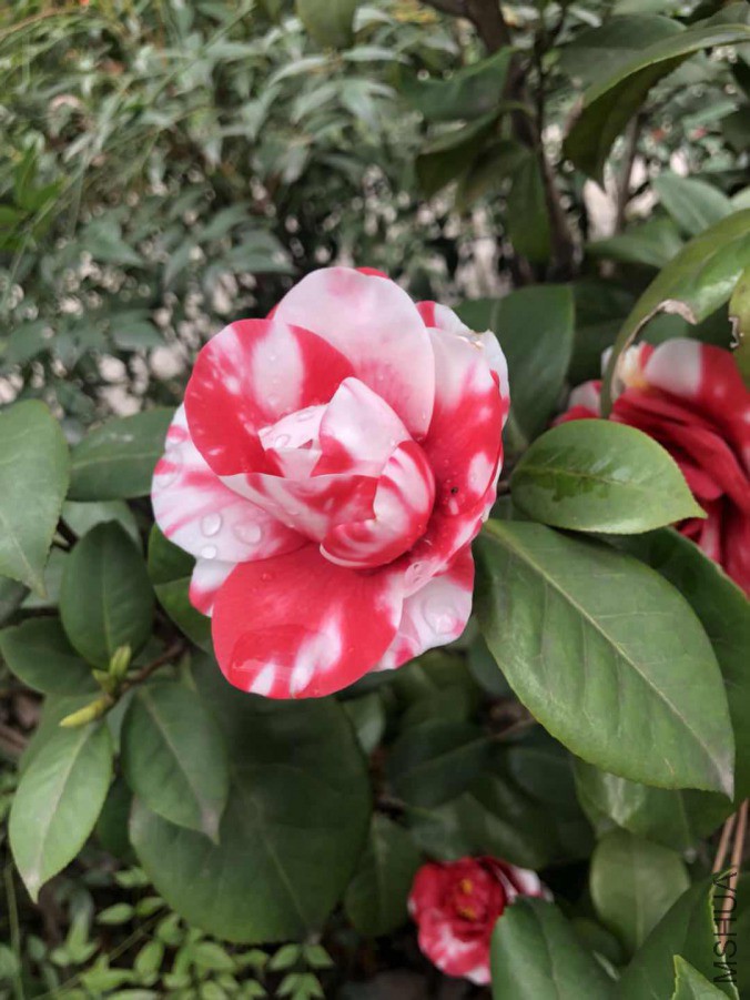 ΢��ͼƬ_20190327144923.jpg