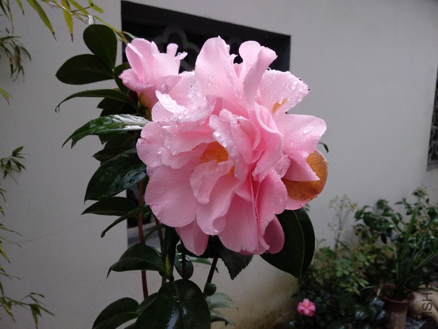IMG_20190327_174537.jpg