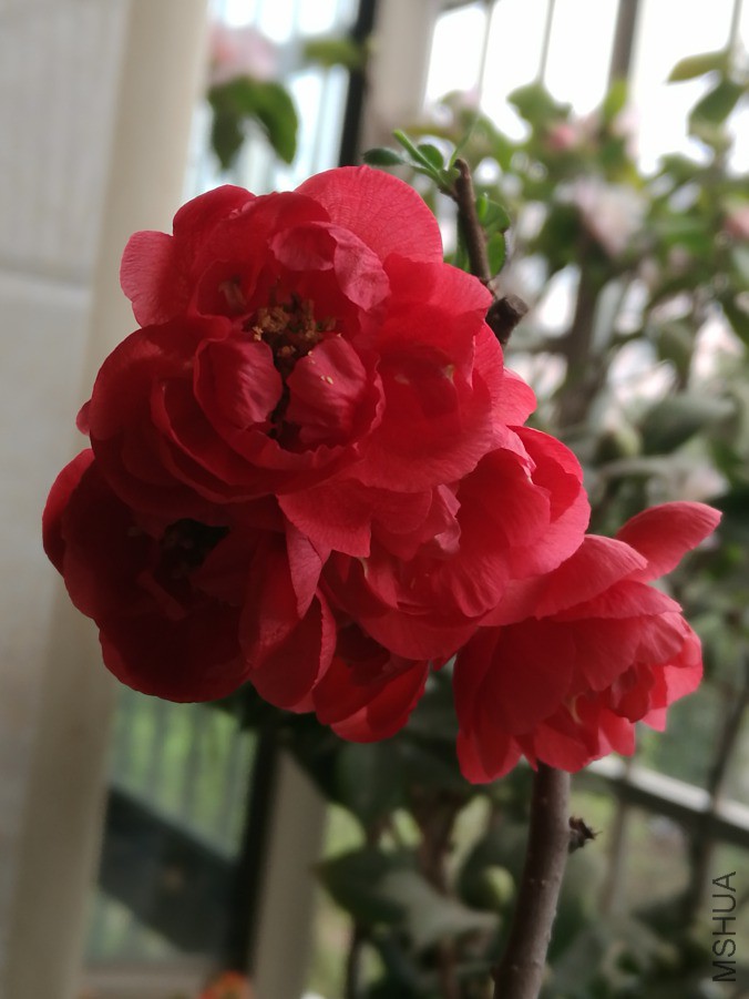 IMG_20190318_163956.jpg