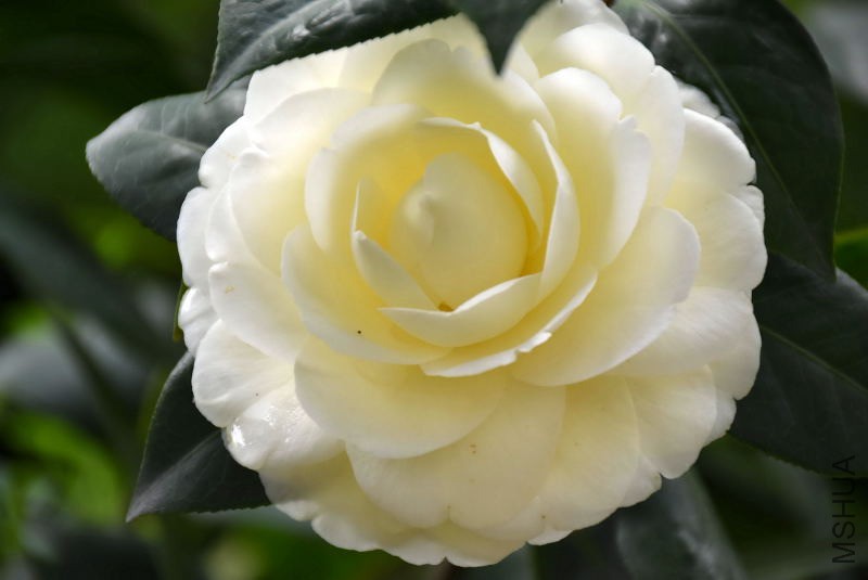 DSC_01500150.JPG