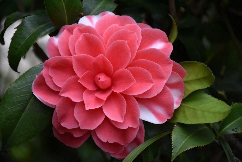 DSC_01310131.JPG