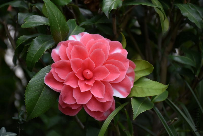 DSC_01340134.JPG