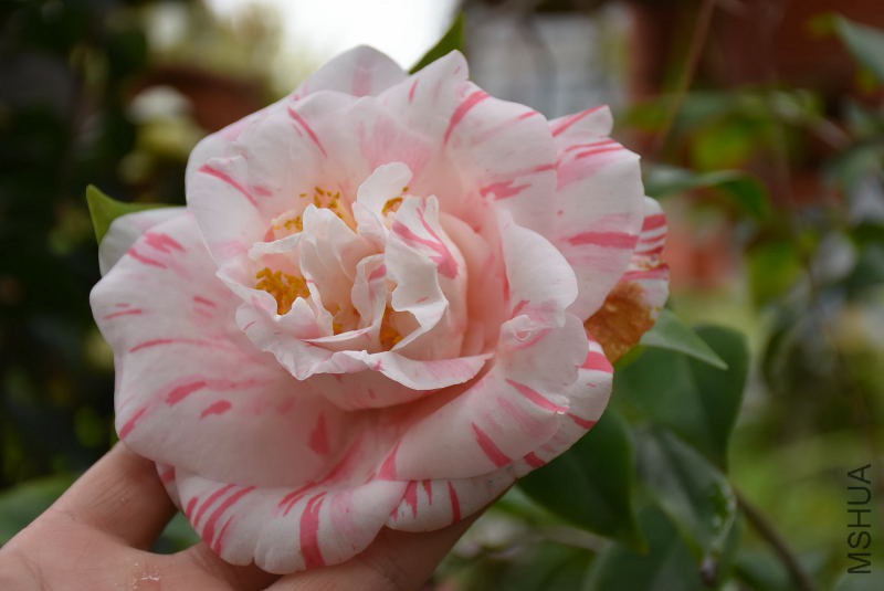 DSC_02260226.JPG