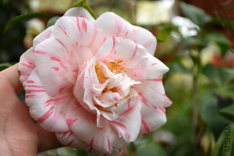 DSC_02150215.JPG
