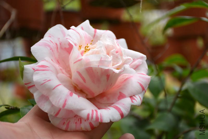 DSC_02180218.JPG