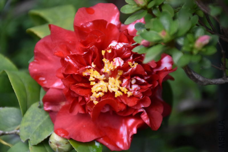 DSC_01100110.JPG