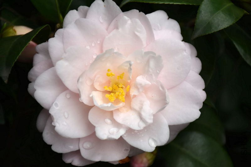 DSC_03130313.JPG