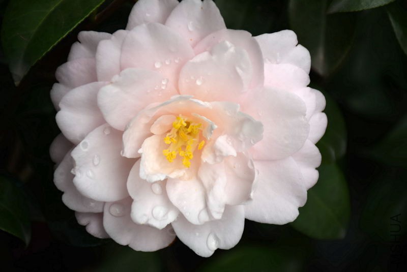 DSC_03180318.JPG