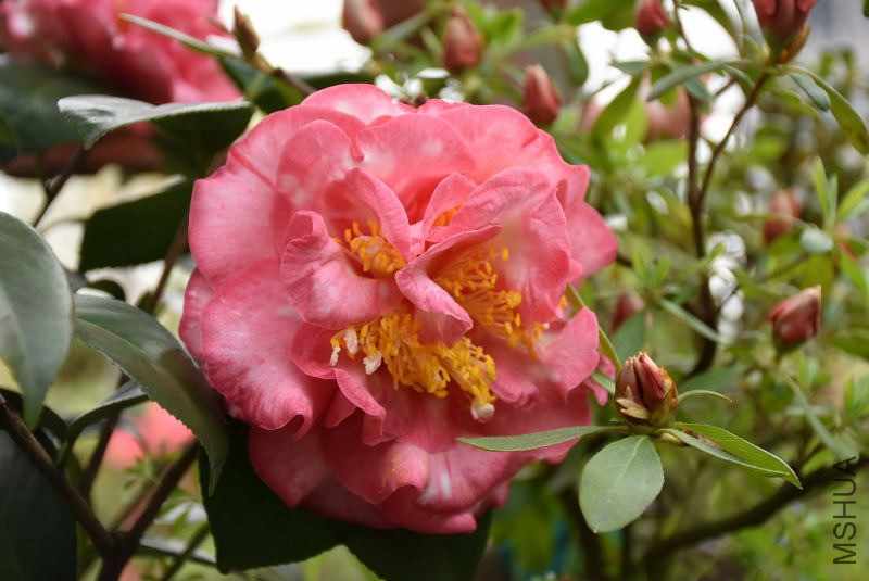 DSC_03410341.JPG