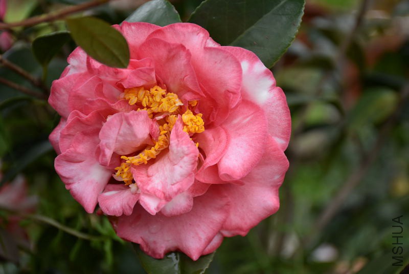 DSC_03450345.JPG