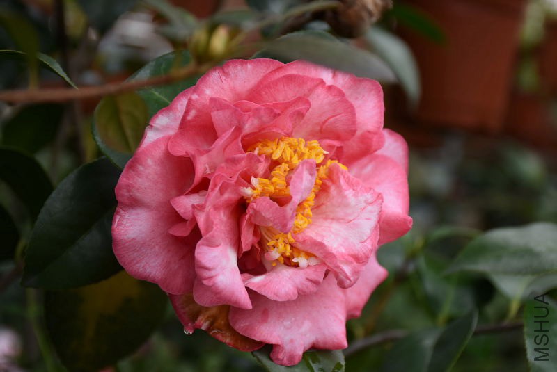 DSC_03490349.JPG